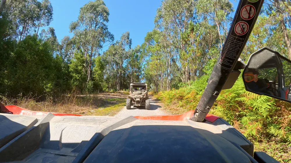Buggy ahead on a sandy track through eucalyptus forest